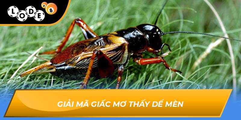 mơ thấy dế mèn