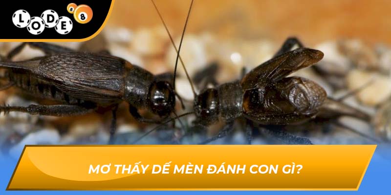 mơ thấy dế mèn